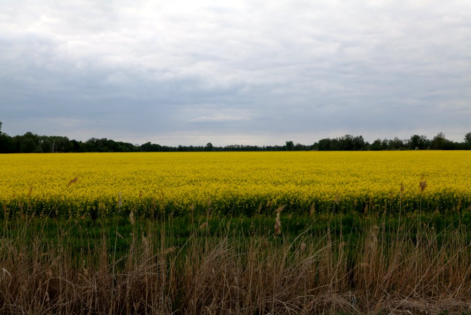 Field in Fehrbellin 2020-05-15 28