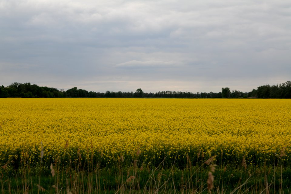 Field in Fehrbellin 2020-05-15 27