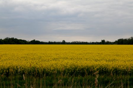 Field in Fehrbellin 2020-05-15 27