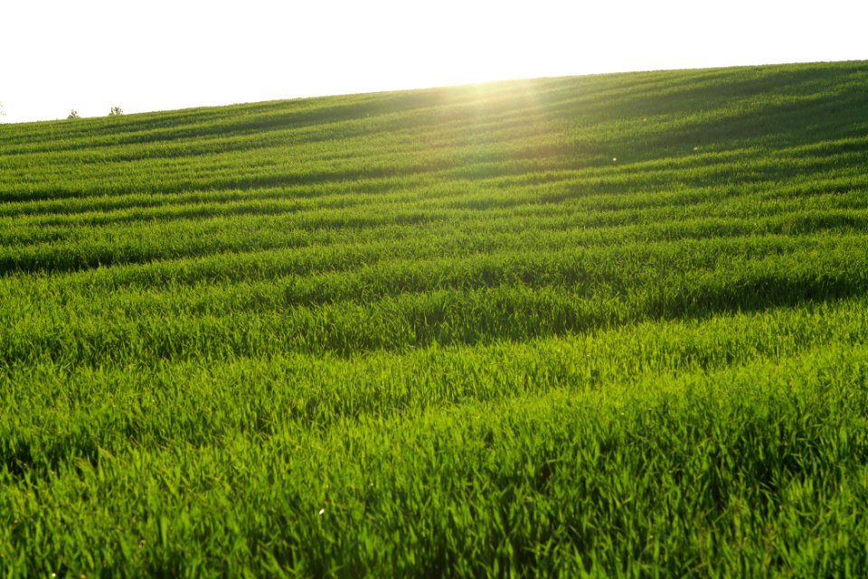 Field in Friedrichswalde 2021-05-29 02
