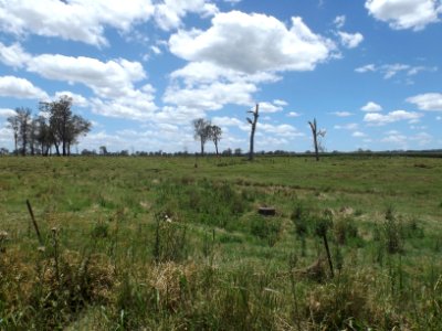 Fields at Allenview, Queensland photo