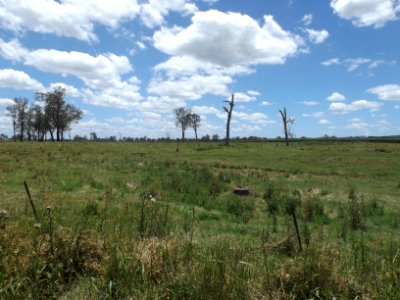 Fields at Allenview, Queensland