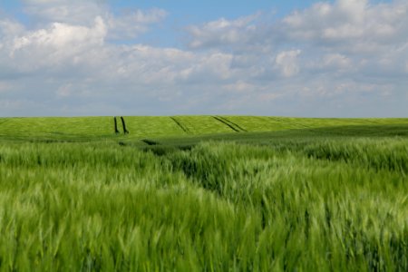 Field in Gollmitz 2021-05-29 25