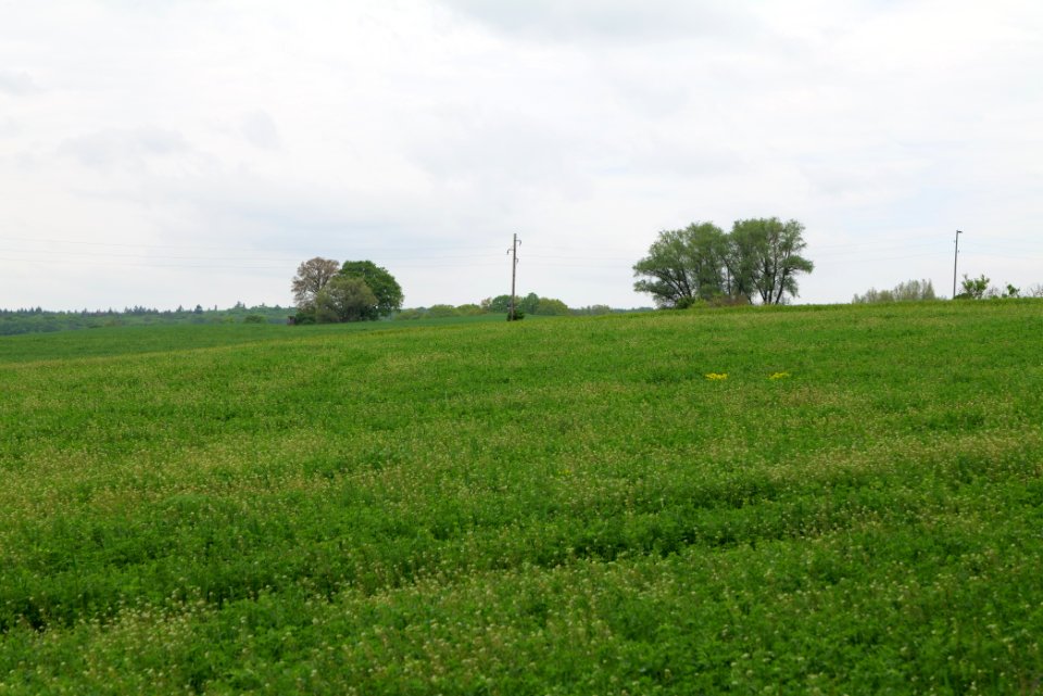 Field in Hardenbeck 2021-05-29 08