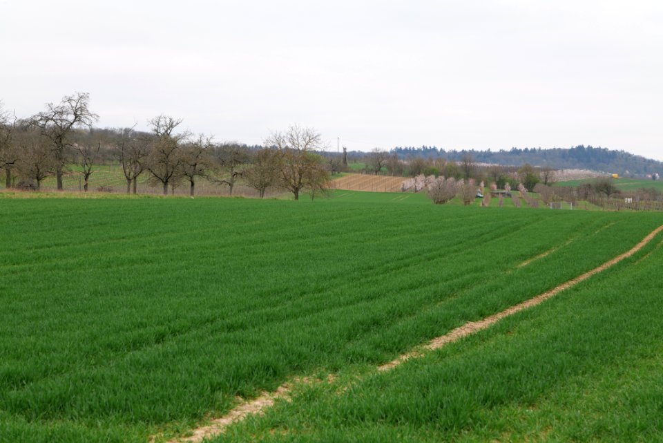 Fields and meadows in Ockstadt 2021-04-02 32