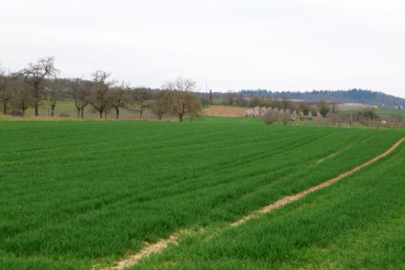 Fields and meadows in Ockstadt 2021-04-02 32