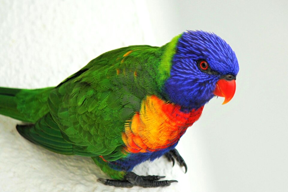 Australia green wildlife