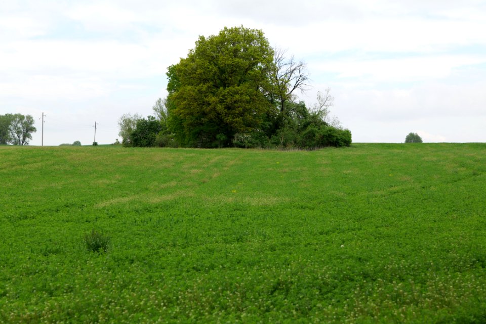 Field in Hardenbeck 2021-05-29 02