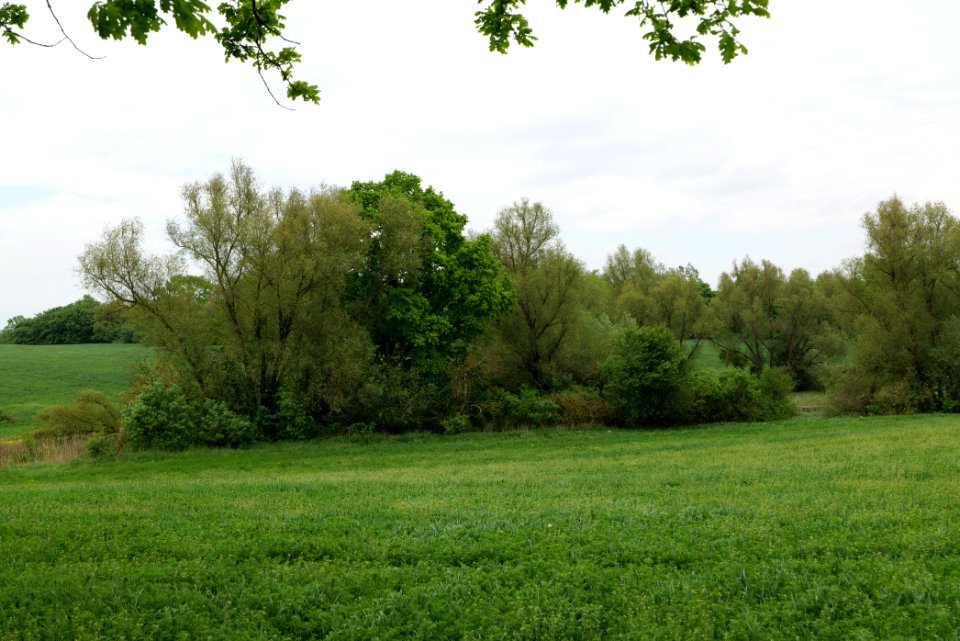 Field in Hardenbeck 2021-05-29 13