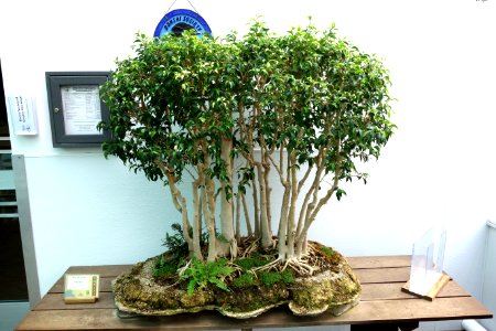 Ficus sp. bonsai - Krohn Conservatory - DSC03577