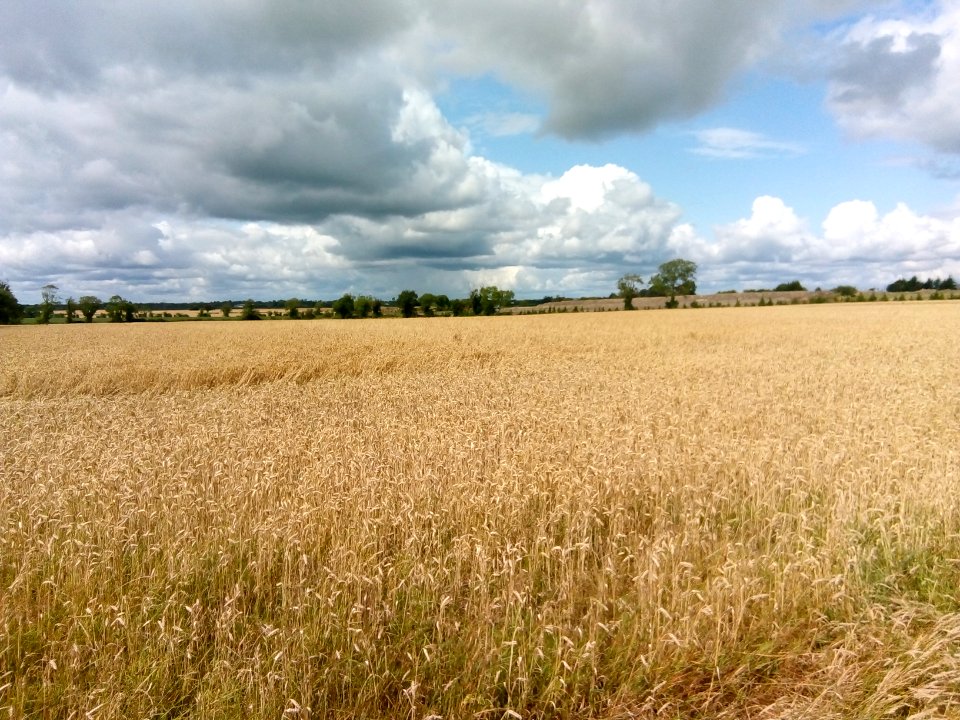 Fields in Kildare