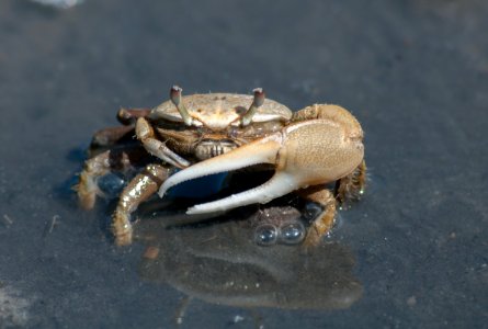 Fiddler crab 0