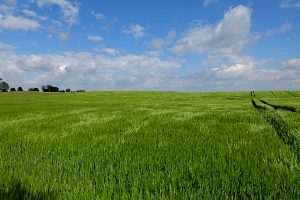 Field in Gollmitz 2021-05-29 33