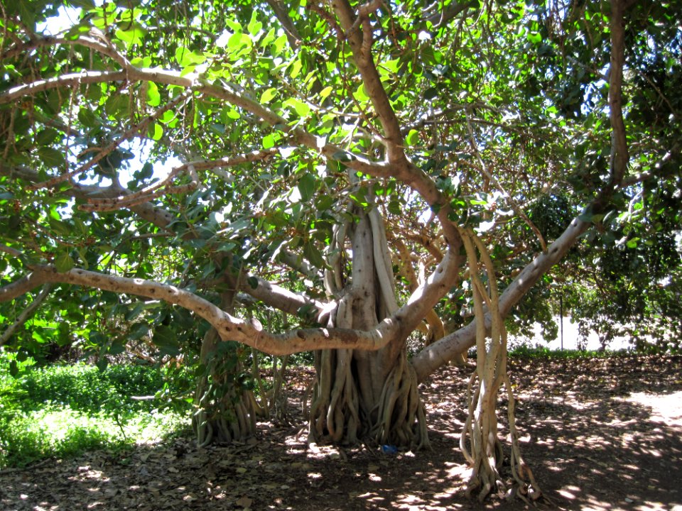 Ficus Benghalensis
