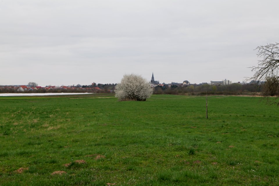 Fields and meadows in Ockstadt 2021-04-02 24