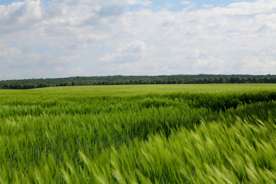 Field in Gollmitz 2021-05-29 29