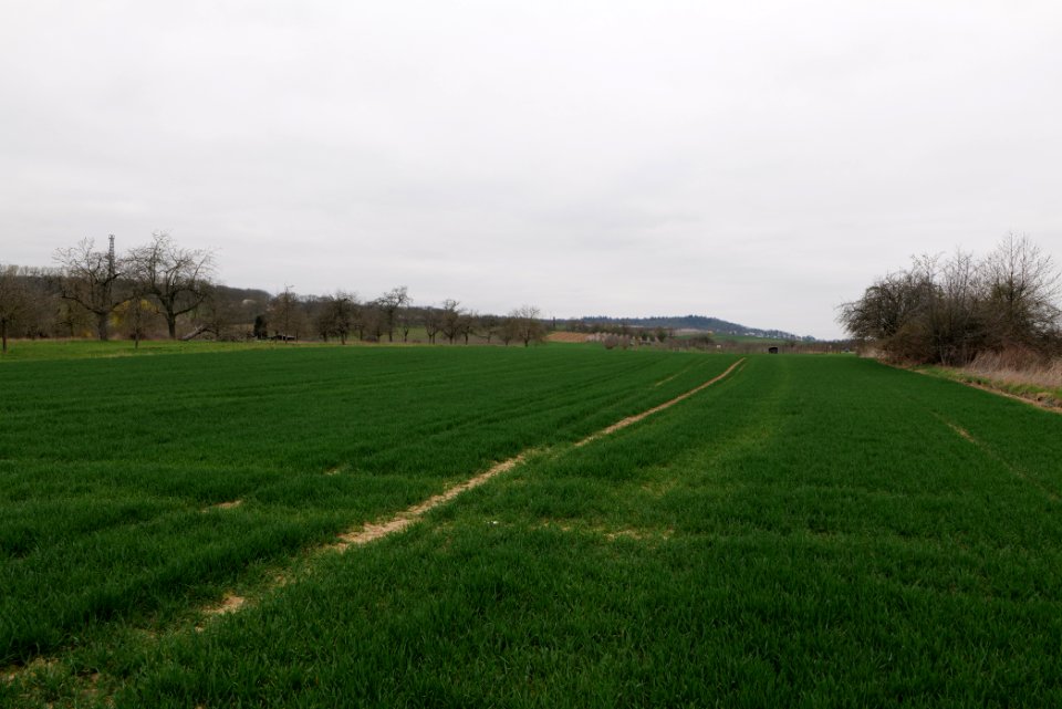 Fields and meadows in Ockstadt 2021-04-02 30