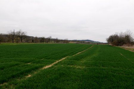 Fields and meadows in Ockstadt 2021-04-02 30
