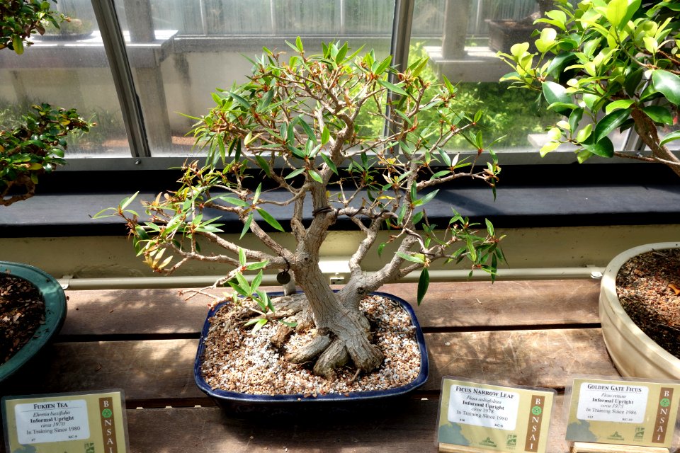 Ficus cordata subsp. salicifolia (Ficus salicifolia) bonsai - Krohn Conservatory - DSC03588