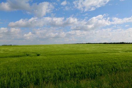 Field in Gollmitz 2021-05-29 46