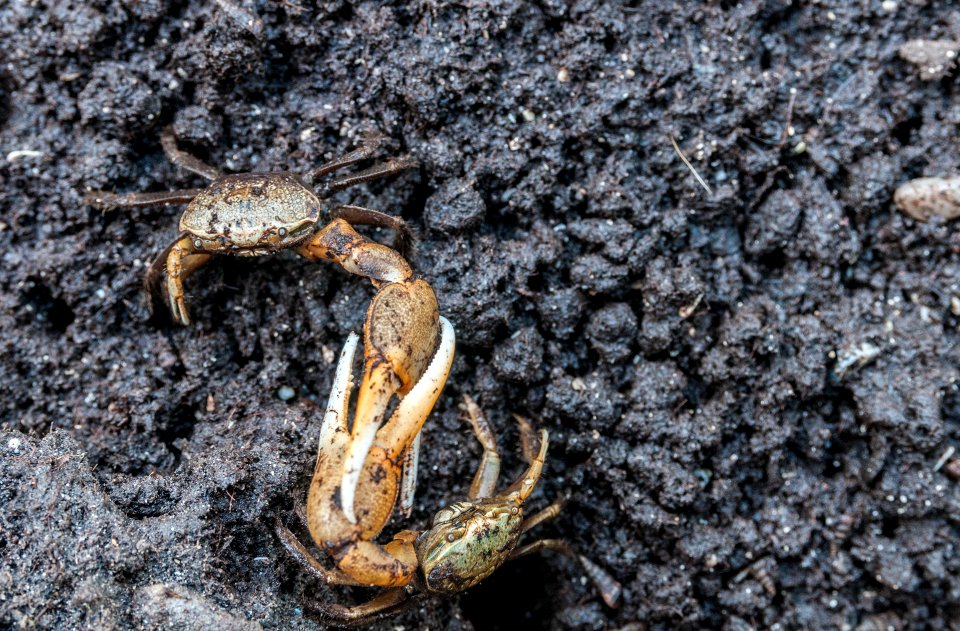 Fiddler crabs fighting in La Restinga 2