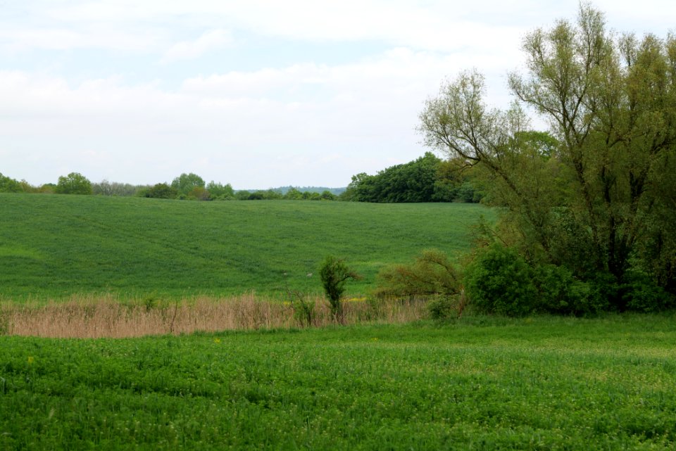 Field in Hardenbeck 2021-05-29 10