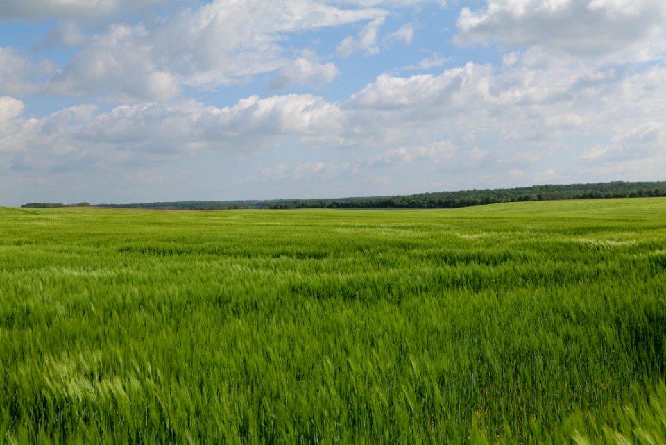 Field in Gollmitz 2021-05-29 36