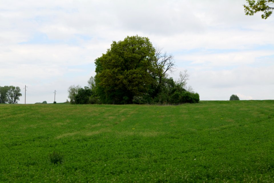 Field in Hardenbeck 2021-05-29 01