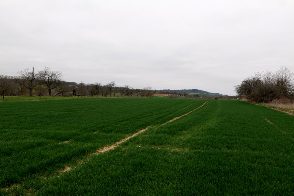 Fields and meadows in Ockstadt 2021-04-02 29