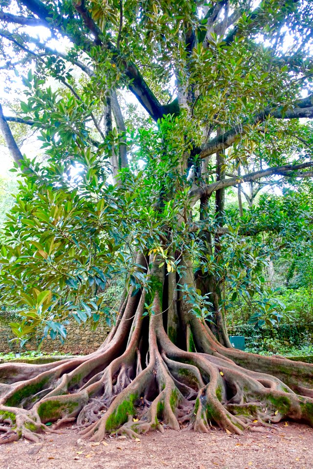 Ficus macrophylla - Quinta das Lágrimas - Coimbra, Portugal - DSC08672