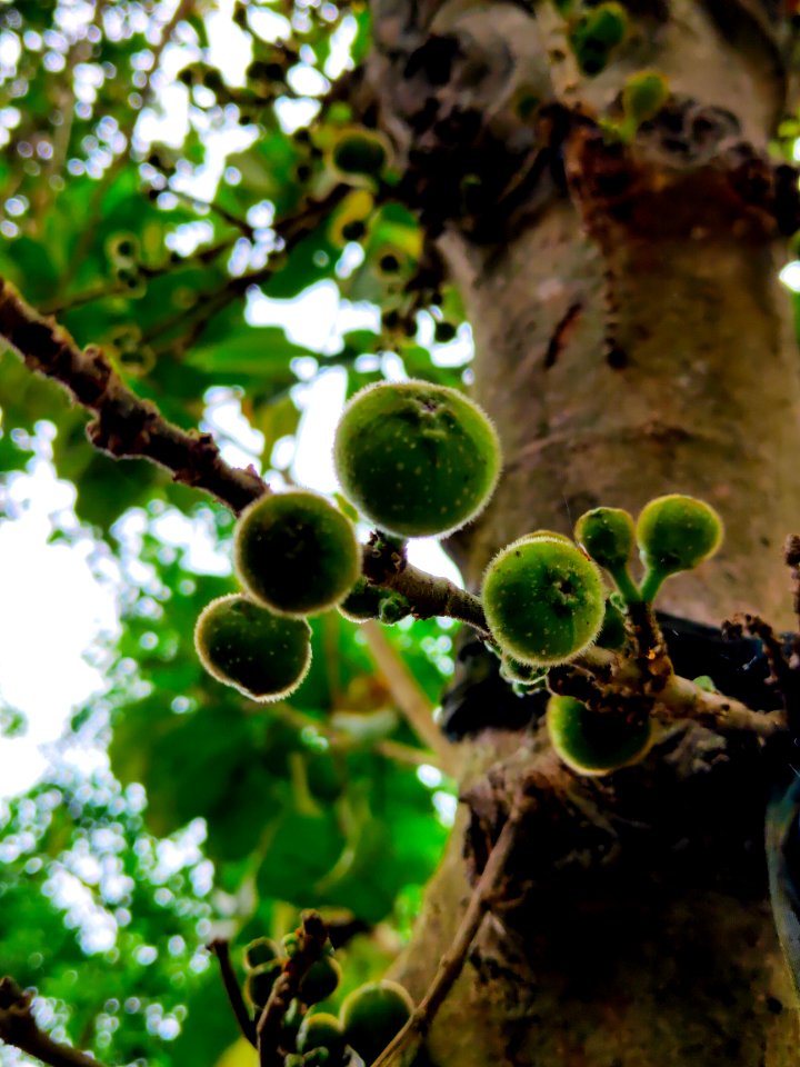 Ficus or Indian Common Fig ( Scientific Name- Ficus sycomorus)