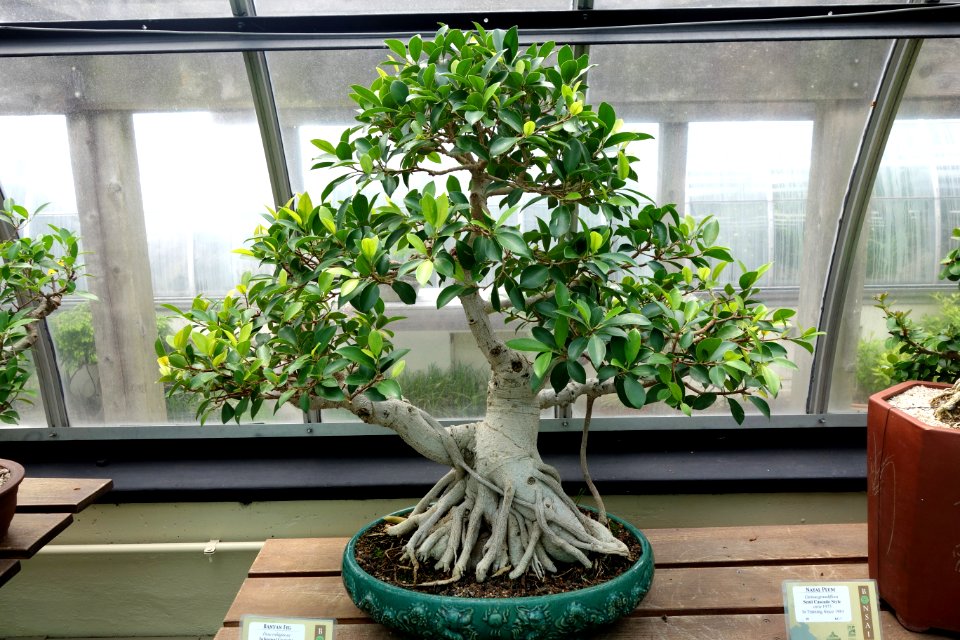 Ficus rubiginosa bonsai - Krohn Conservatory - DSC03582