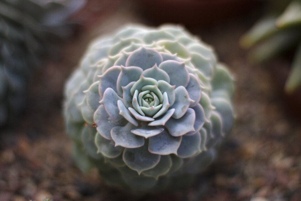 Macro environment botanical garden