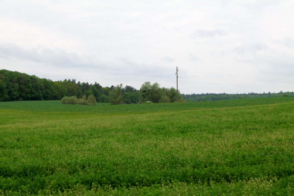 Field in Hardenbeck 2021-05-29 06