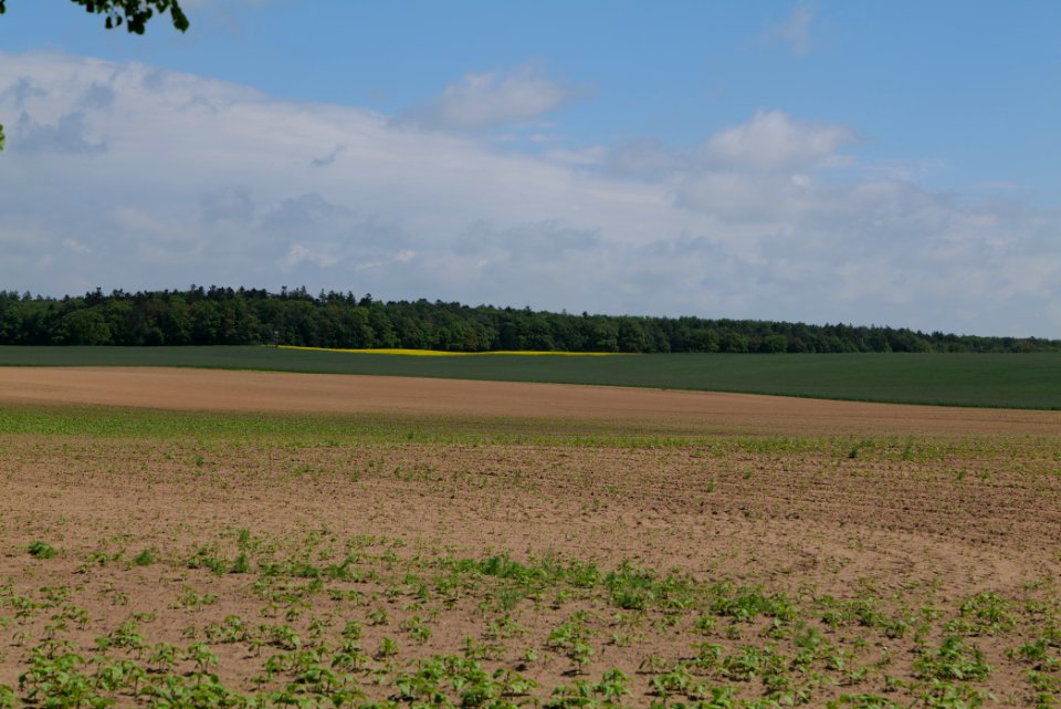 Field in Gandenitz 2021-05-29 01