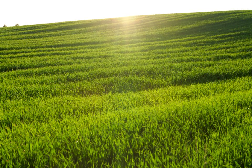 Field in Friedrichswalde 2021-05-29 01