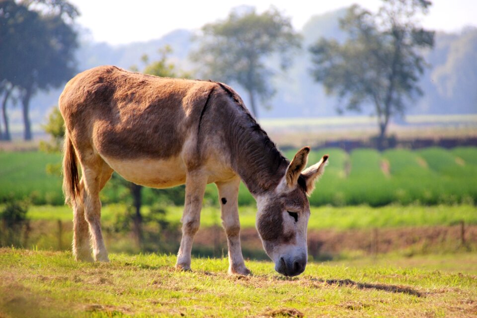 Mule mammal wildlife