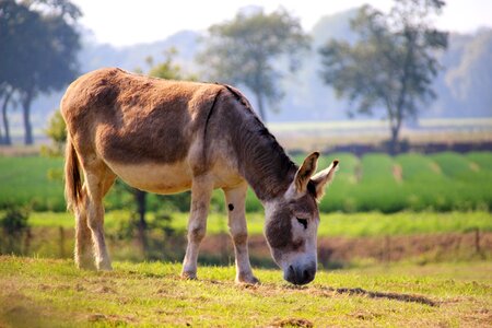Mule mammal wildlife
