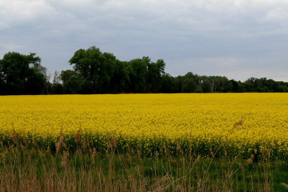 Field in Fehrbellin 2020-05-15 25