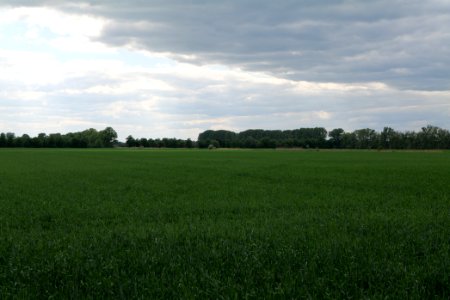 Field in Nauen 2020-05-15 20