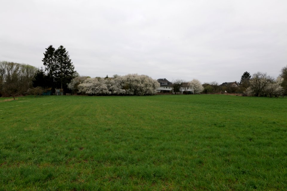 Fields and meadows in Ockstadt 2021-04-02 28