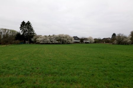 Fields and meadows in Ockstadt 2021-04-02 28