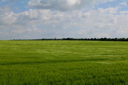Field in Gollmitz 2021-05-29 47