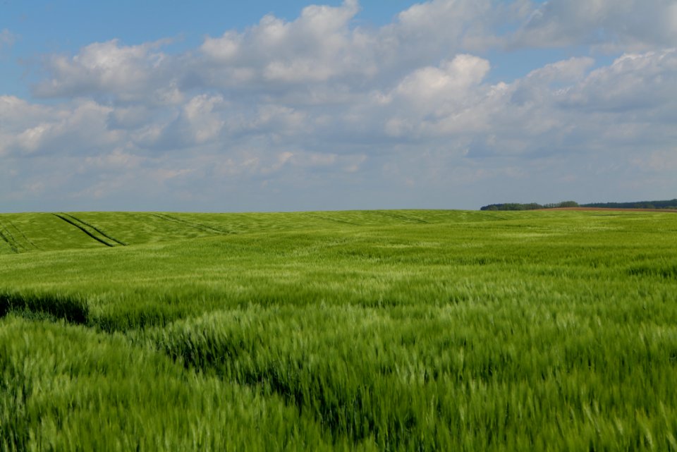 Field in Gollmitz 2021-05-29 40
