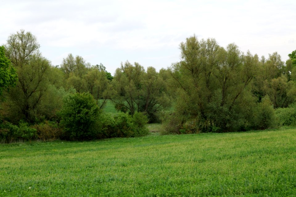 Field in Hardenbeck 2021-05-29 11