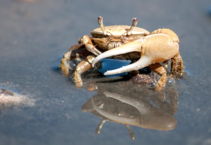 Fiddler crab 2 photo