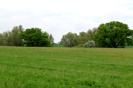 Field in Hardenbeck 2021-05-29 03 photo