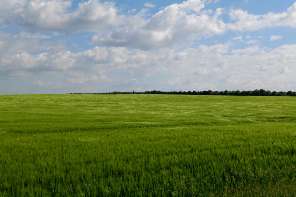 Field in Gollmitz 2021-05-29 48