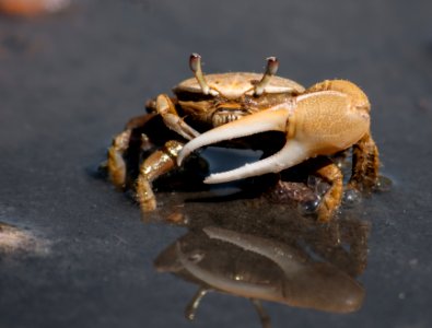 Fiddler crab 4 photo