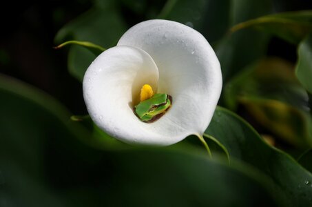 Spring equinox flowers and plants tree frog